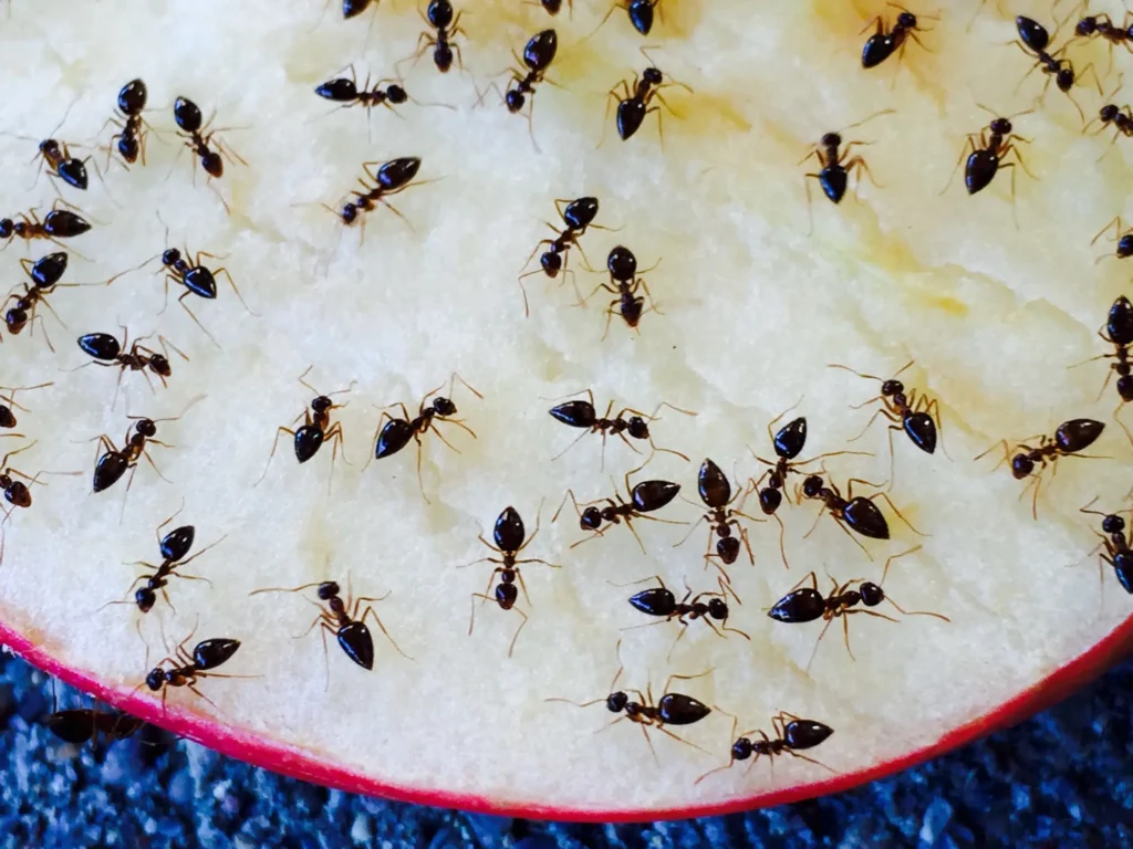 The Lifecycle of Ants: How Timing Impacts Extermination Efforts in Fort Worth