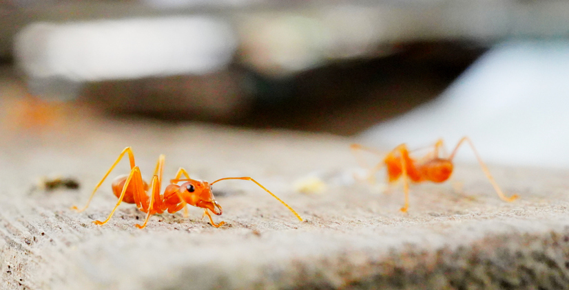 pest control in Fort Worth