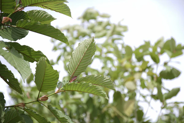 Green Vein Malay Kratom